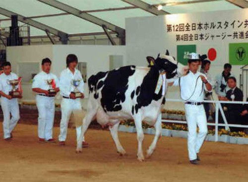 第12回全日本ホルスタイン共進会 最高位賞受賞・第10部優等賞1席 経産名誉賞5